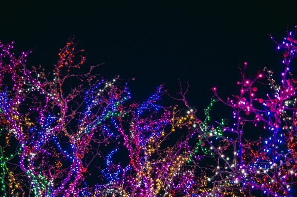 Festive Agility/Hoopers workshop